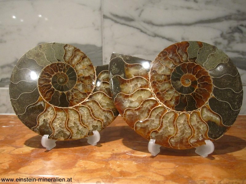 Ammonitenpaar A 0,573kg